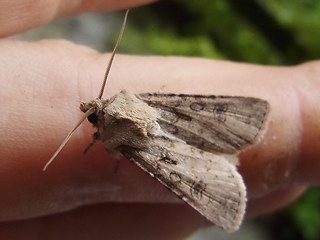 Agrotis segetum