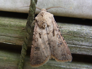 Agrotis segetum