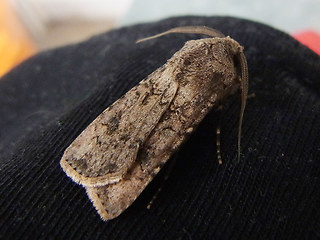 Agrotis segetum