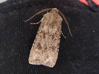 Agrotis segetum