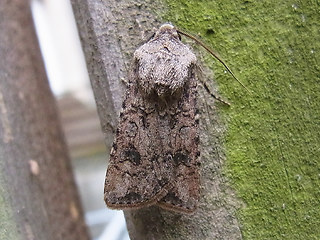 Agrotis segetum