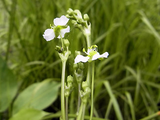 Alisma plantago aquatica