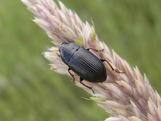 Amara tricuspidata