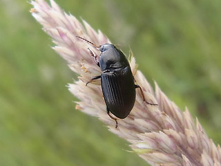 Amara tricuspidata