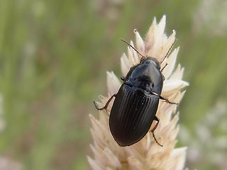 Amara tricuspidata