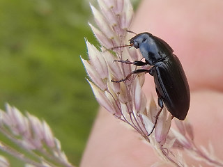 Amara tricuspidata