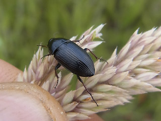 Amara tricuspidata