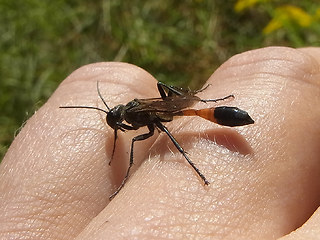 Ammophila sabulosa