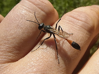 Ammophila sabulosa