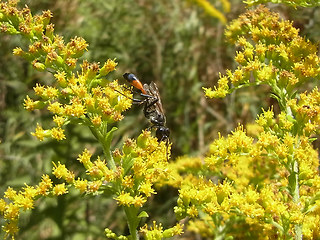 Ammophila sabulosa