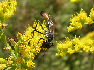 Ammophila sabulosa