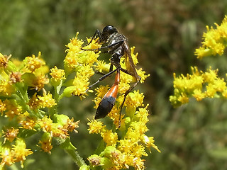 Ammophila sabulosa