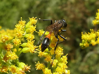 Ammophila sabulosa