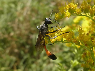 Ammophila sabulosa