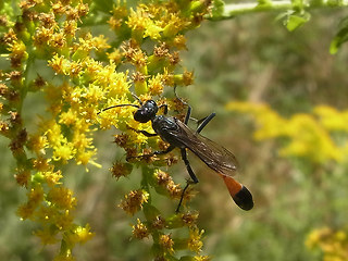 Ammophila sabulosa