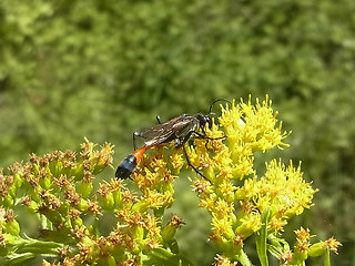 Ammophila sabulosa