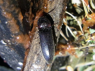 Ampedus erythrogonus