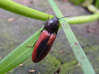 Ampedus sanguinolentus