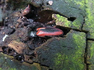 Ampedus sanguinolentus