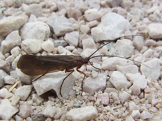 anabolia nervosa