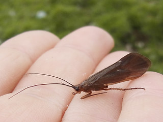 Anabolia nervosa