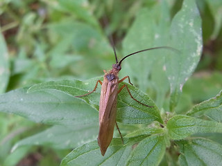 Anabolia nervosa