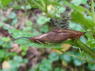 Anabolia nervosa