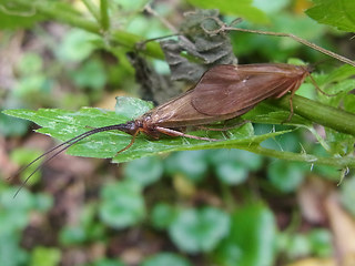 Anabolia nervosa