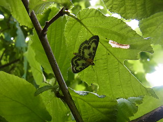 Anania hortulata