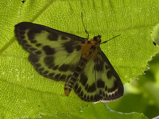 Anania hortulata