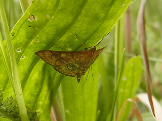 Anania verbascalis