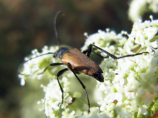 Anastrangalia sanguinolenta