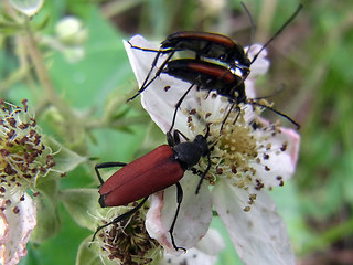 Anastrangalia sanguinolenta