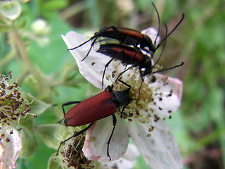 Anastrangalia sanguinolenta