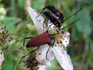 Anastrangalia sanguinolenta