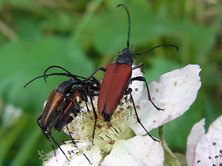 Anastrangalia sanguinolenta