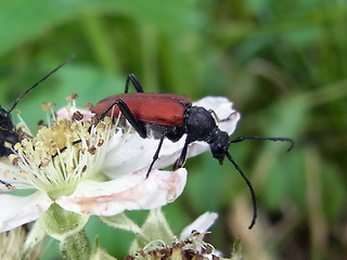 Anastrangalia sanguinolenta