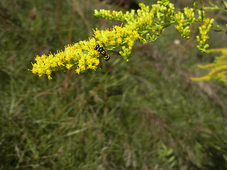 Ancistrocerus nigricornis