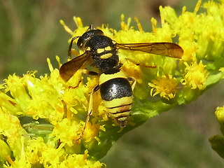 Ancistrocerus nigricornis