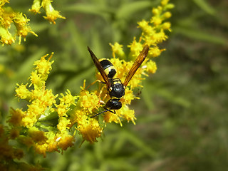 Ancistrocerus nigricornis