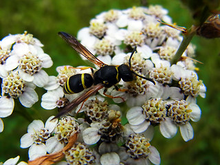 Ancistrocerus trifasciatus