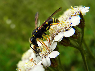 Ancistrocerus trifasciatus