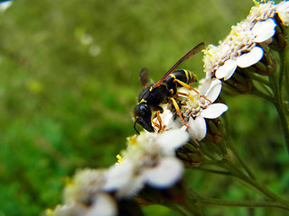 Ancistrocerus trifasciatus