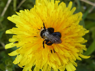 Andrena cineraria