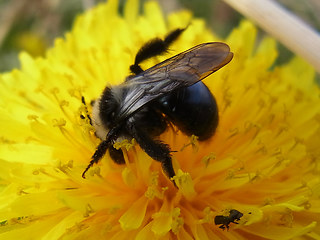 Andrena cineraria