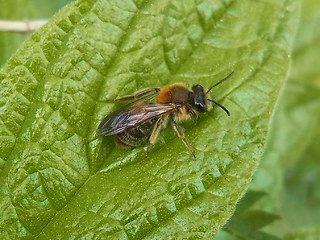 Andrena fulva