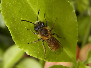 Andrena fulva