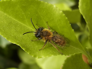 Andrena fulva