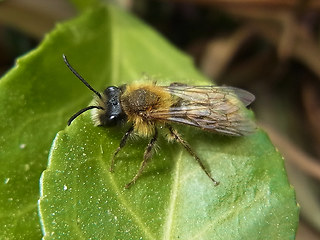 Andrena fulva