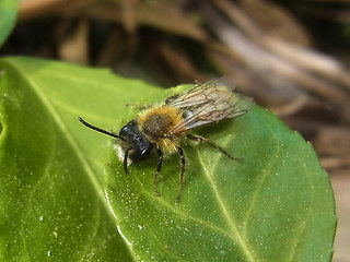 Andrena fulva